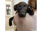 Adopt Dynamite 20688 a German Shepherd Dog, Black Labrador Retriever