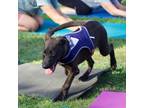 Adopt Butter 20689 a German Shepherd Dog, Black Labrador Retriever