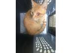 Adopt ADORING ORANGE a American Shorthair, Domestic Short Hair