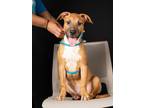 Adopt Lucky Star a Pit Bull Terrier, Mixed Breed
