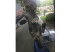 Adopt SCRAPPY BOO a American Shorthair, Domestic Short Hair
