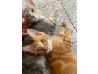Adopt CLONKY a American Shorthair, Domestic Short Hair