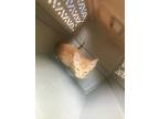 Adopt SLEEPY-EEPY a American Shorthair, Domestic Short Hair