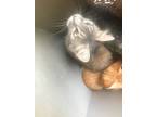 Adopt BUNNY-BUN a American Shorthair, Domestic Short Hair