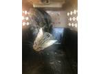 Adopt SNEAKY SNEAKY a American Shorthair, Domestic Short Hair