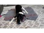 Adopt Popcorn a Labrador Retriever, Mixed Breed