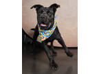 Adopt Allen Iverson-ADOPTED a Cane Corso, Mixed Breed