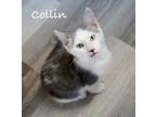 Adopt Collin a Domestic Short Hair