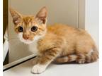 Adopt Gallagher a Domestic Short Hair