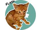 Adopt Flash a Domestic Short Hair