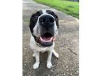 Adopt Cooper a Boxer