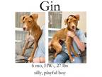 Adopt Gin a Mixed Breed