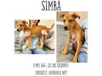 Adopt Simba a Labrador Retriever, Mixed Breed