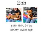 Adopt Bob a Mixed Breed, Terrier