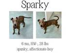 Adopt Sparky a Mixed Breed