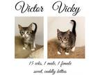 Adopt V Litter a American Shorthair