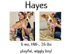 Adopt Hayes a Mixed Breed