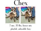 Adopt Chex a Mixed Breed