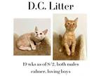 Adopt DC Litter a Domestic Short Hair