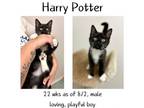 Adopt Harry Potter a Domestic Long Hair