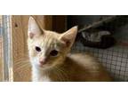 Adopt Nike a Tabby