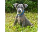 Adopt Mando a Affenpinscher