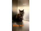 Adopt Bean Chip a Domestic Short Hair