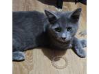 Adopt Yoshi a Domestic Short Hair