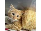 Adopt Pickle a Domestic Medium Hair