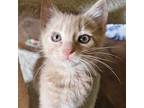 Adopt Venice a Domestic Short Hair