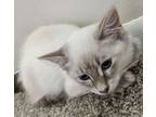 Adopt Kodiak a Siamese, Domestic Short Hair