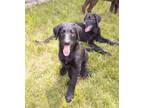 Adopt Pongo a Labrador Retriever, Standard Poodle