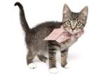 Adopt Deadpool a Domestic Short Hair
