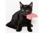 Adopt Noche a Domestic Short Hair