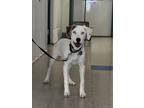 Adopt Toby a Labrador Retriever, Catahoula Leopard Dog