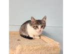 Adopt Fidget a Domestic Short Hair, Extra-Toes Cat / Hemingway Polydactyl