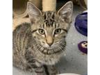 Adopt Thyme a Domestic Short Hair