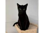 Adopt Sage a Domestic Short Hair