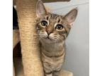 Adopt Fennel a Domestic Short Hair