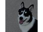 Adopt Milo a Husky, Pomeranian