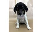 Adopt Innis a Beagle, Mixed Breed