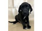 Adopt Iram a Beagle, Mixed Breed