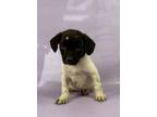 Adopt Ollie a Brittany Spaniel, Mixed Breed