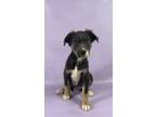 Adopt Quade a Greater Swiss Mountain Dog, Mixed Breed