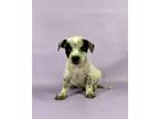 Adopt Fisher a Beagle, Mixed Breed