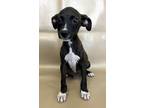 Adopt Leland a Feist, Mixed Breed