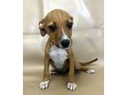 Adopt Layton a Feist, Mixed Breed