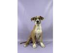 Adopt Hulk a Australian Shepherd, Mixed Breed