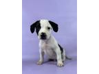 Adopt Frasier a Beagle, Mixed Breed