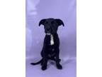 Adopt Quincy a Greater Swiss Mountain Dog, Mixed Breed